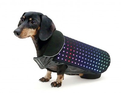 Disco Dog