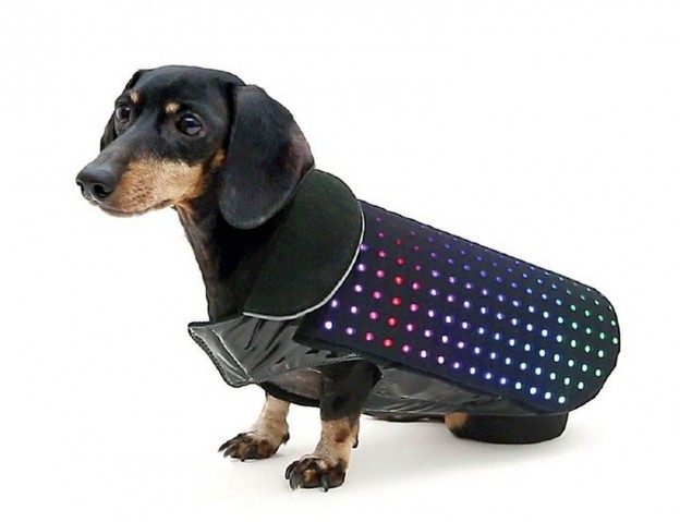 Disco Dog