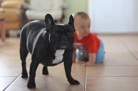 French bulldog facts, French bulldog breeders