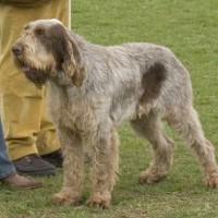 Spinone_braun