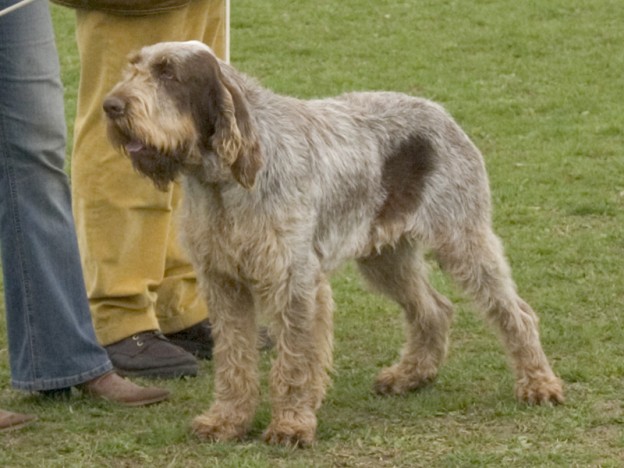 Spinone_braun