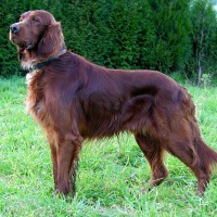 Irish Setter