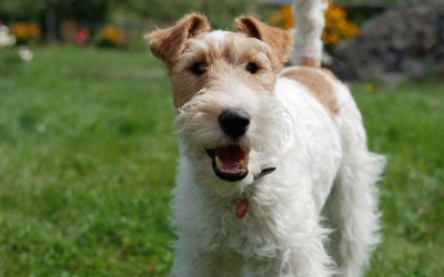 Airedale-Terrier