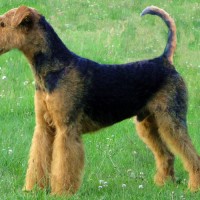 Airedale-Terrier