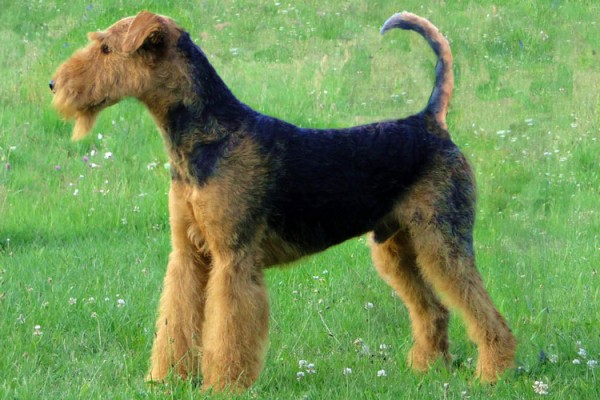 Airedale-Terrier