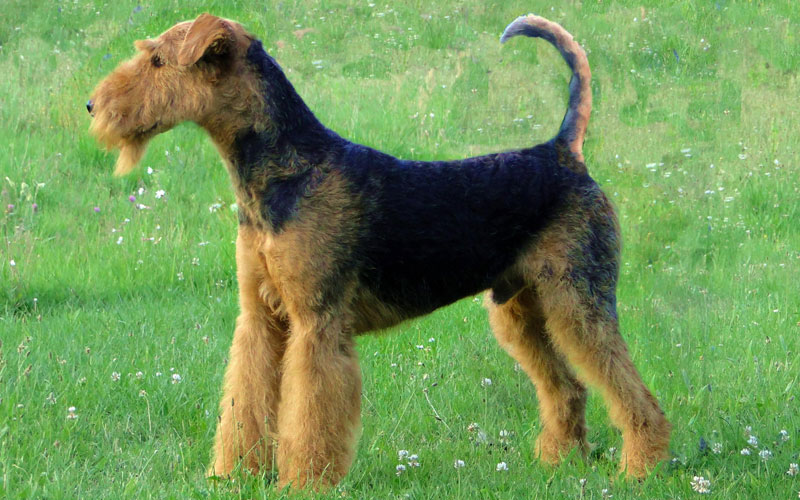 can a airedale terrier and a great dane be friends