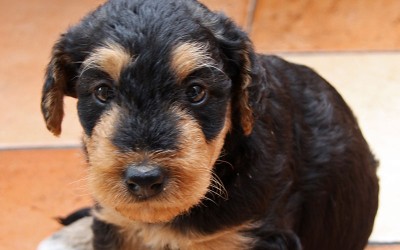 Airedale-Terrier-puppy