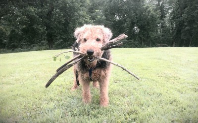 Airedale-Terrier