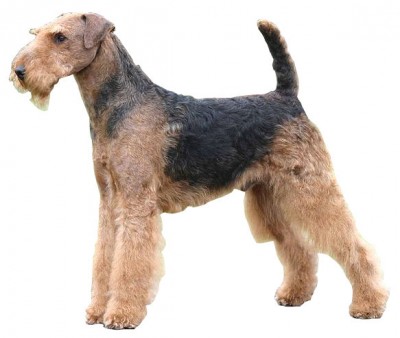 Airedale Terrier