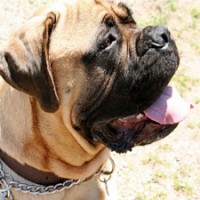 American Mastiff