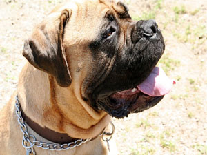 American Mastiff