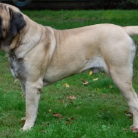 English Mastiff