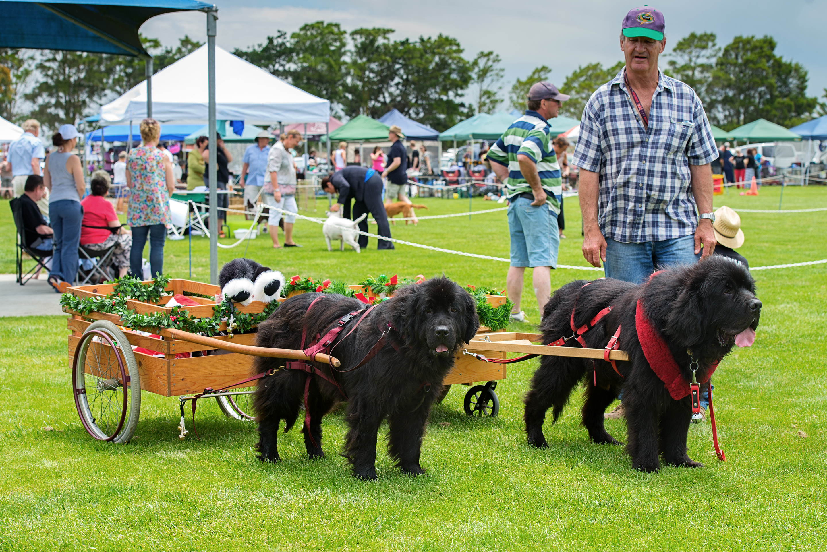 Big Day Out For Dogs