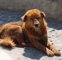 Tibetan Mastiff