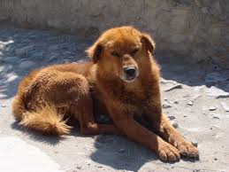 Tibetan Mastiff