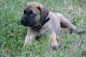 Puppy English Mastiff