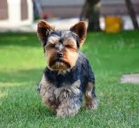 Yorkshire Terrier