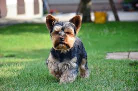 Yorkshire Terrier