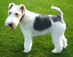 Wire Fox Terrier