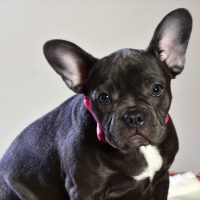 French bulldog