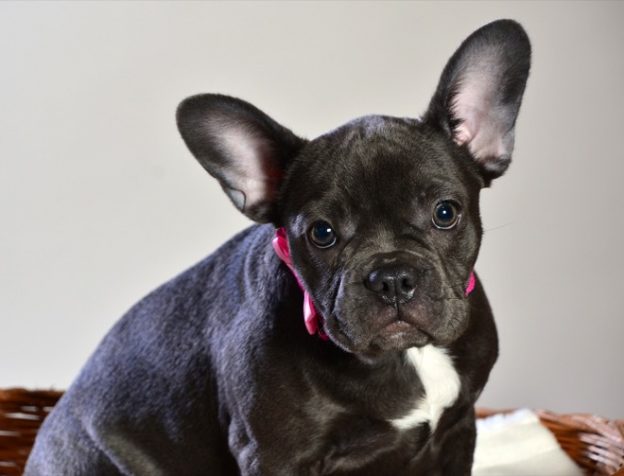 French bulldog