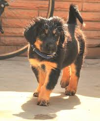 Tibetan Mastiff Puppy