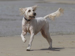 Oodles of fun - crossbreeds