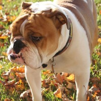 Bulldog-adult