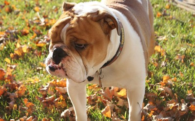 Bulldog-adult