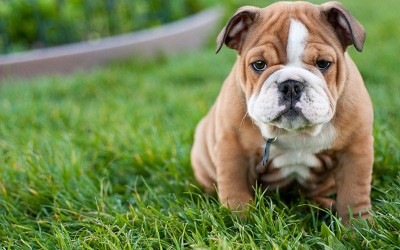 Bulldog-puppy