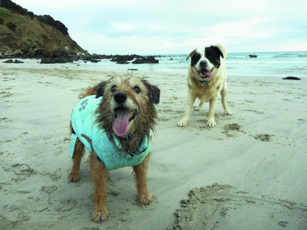 DogRetreat1 – Beau and Schnurps playing on Snellings Beach