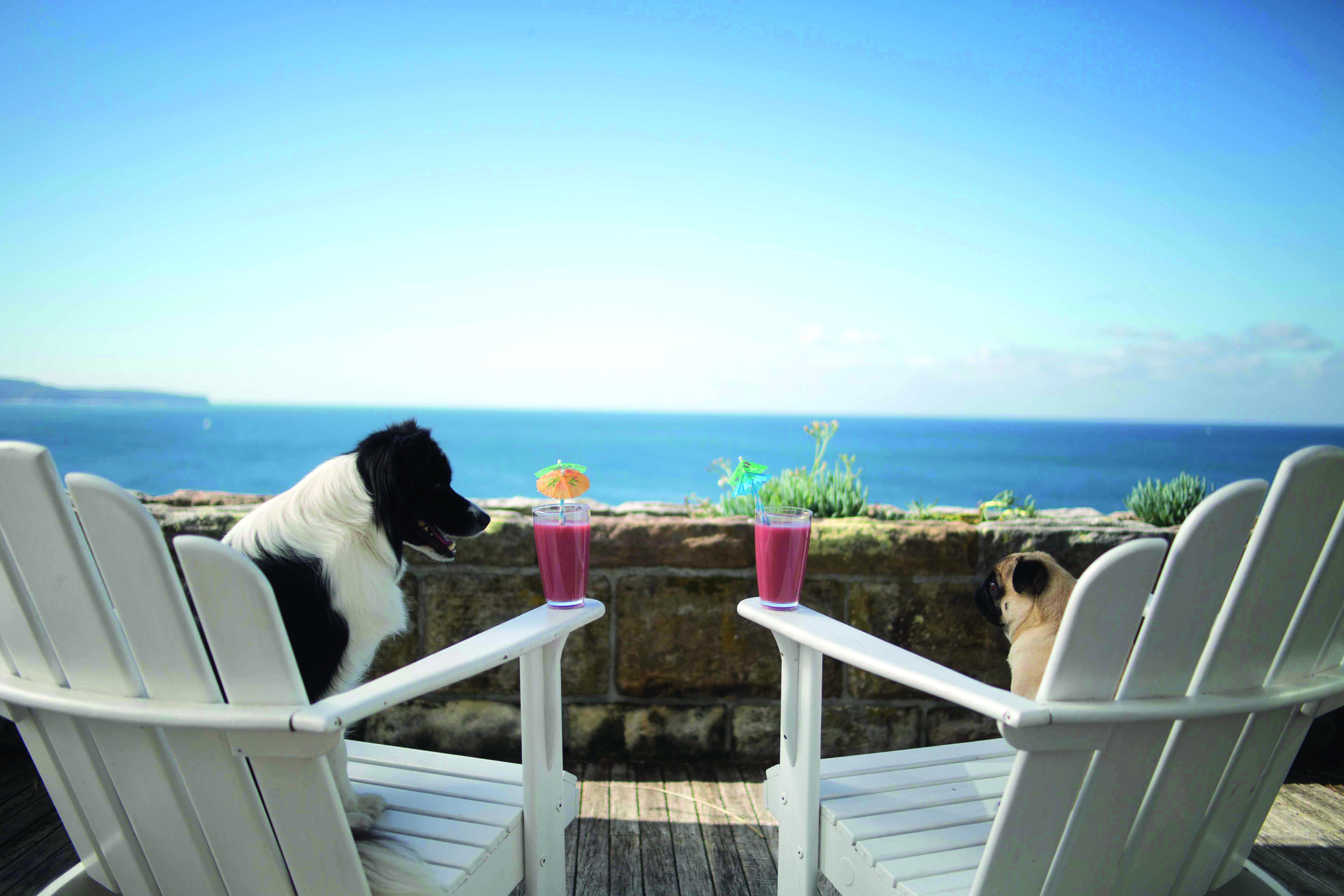 Pooch-tastic hideaways