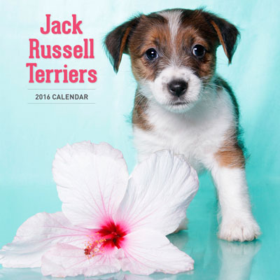Jack-Russell-Terriers-CAL16