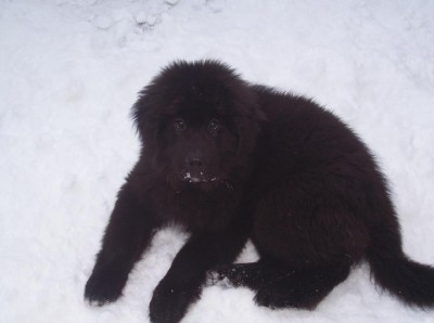 Newfoundland puppy