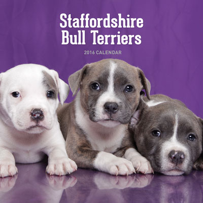 Staffordshire-Bull-Terriers
