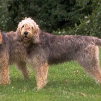 Otterhound