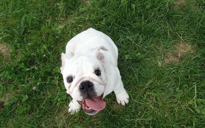 Young-bulldog