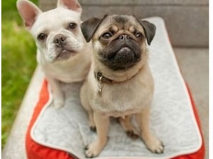 How Smart Pet Parents Handle Summer Holidays