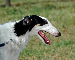 Borzoi - Russian - Wolfhound