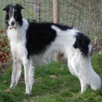 Borzoi - Russian Wolfhound