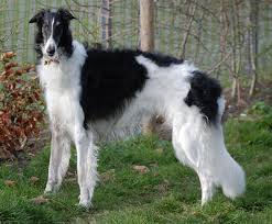 Borzoi - Russian Wolfhound