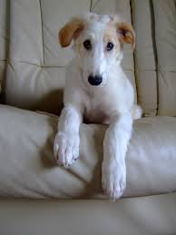 Borzoi - Russian - Wolfhound