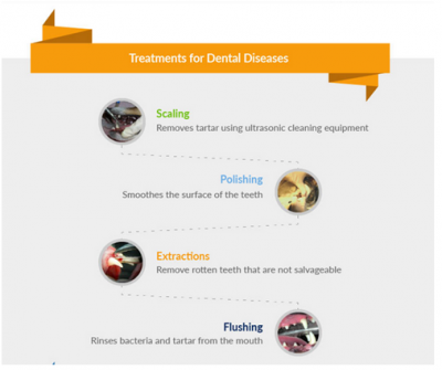 What You Should Know About Pet Dental Care