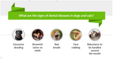 What You Should Know About Pet Dental Care