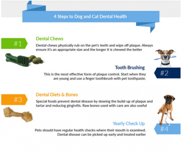 What You Should Know About Pet Dental Care