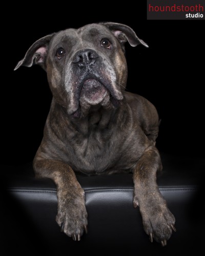 cane corso