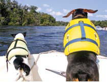 Boat dogs