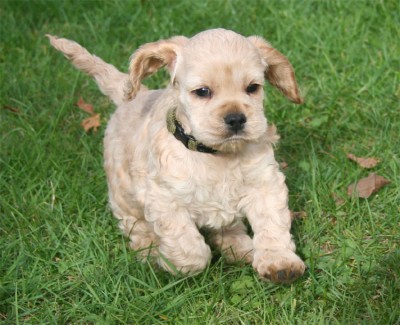 American Cocker Spaniel