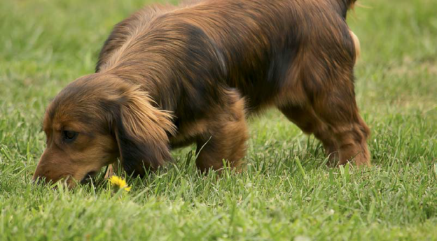 Puppy potty training