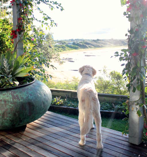 A Culburra Holiday House For You and Fido